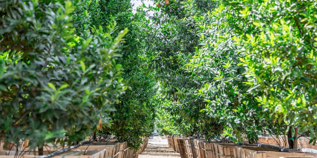 Moon Valley Nurseries Privacy Hedge Guide For Las Vegas